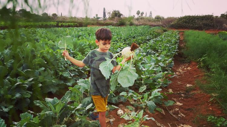 ילד קוטף בין ערוגות