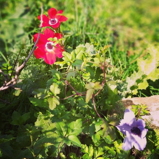 פריחת כלניות, עין חרדלית