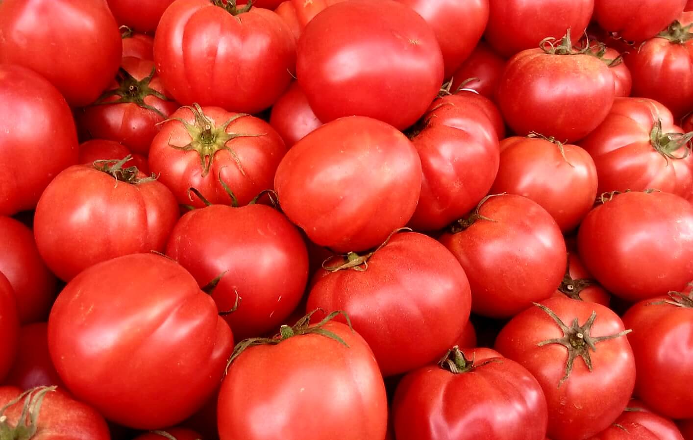 שוק אובור- עגבניות.jpeg