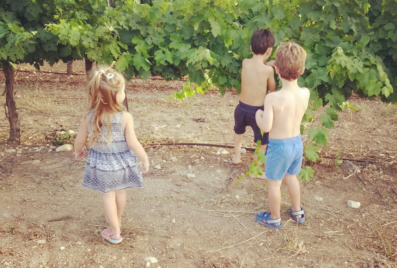 ילדים קוטפים ענבים בכרם