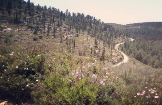 הנוף הנשקף משביל המעיינות