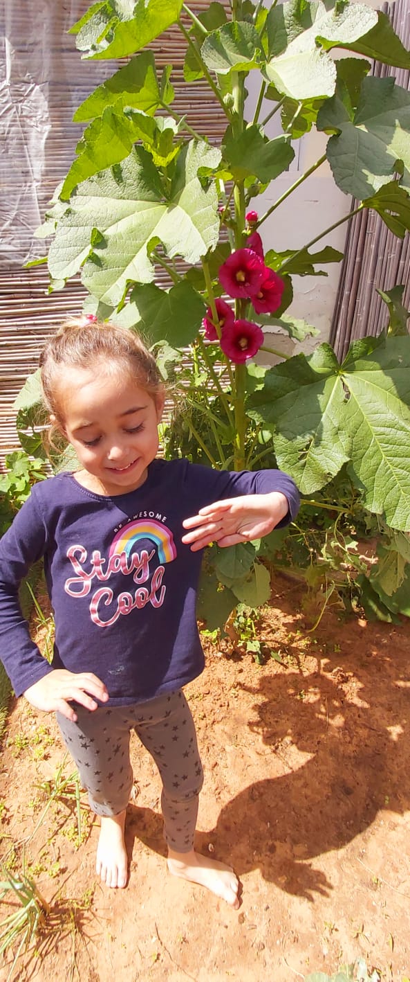 קורונה חוטמית זיפנית