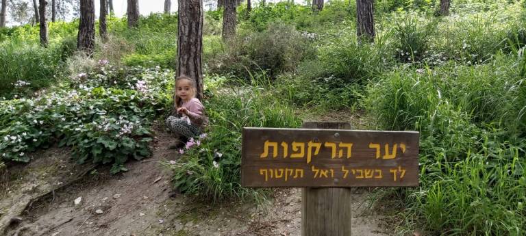 מפלי רז- יער הרקפות