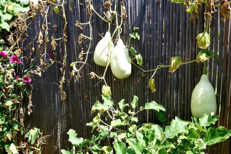 דלעות שצומחות בגינה הפרטית שלי