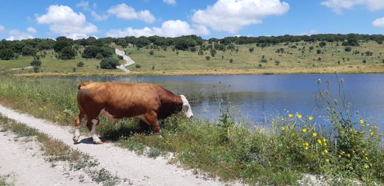 מפלי רז- מאגר גלעד