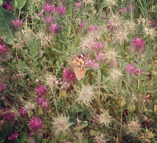 פרפר מסוג נימפית החורשף
