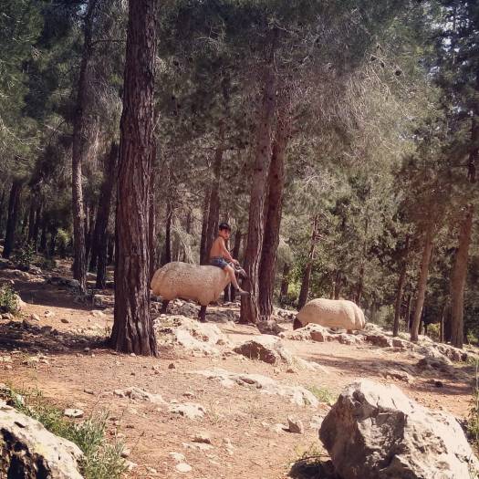 ילד מטפס על פסל כבשה, חניון הטרסה חירבת סעדים