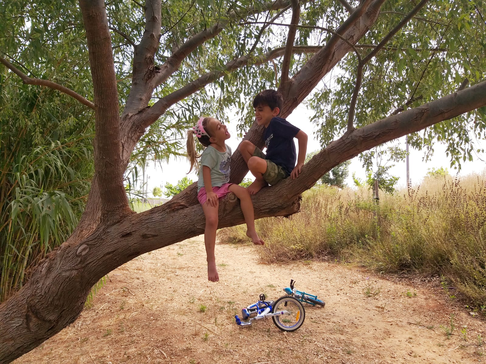 שני ילדים מטפסים על עץ, פארק הוד השרון 