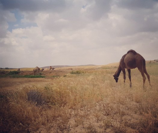 גמל בדרום ישראל, ליד עין ירקעם
