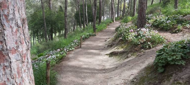 מפלי רז יער הרקפות